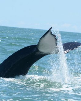 Tour Combo: Avistamiento de Ballenas y Delfines