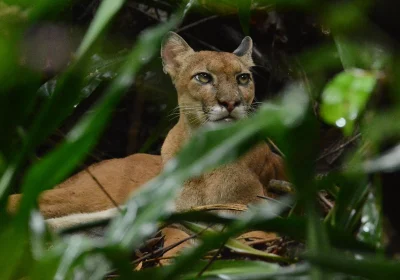 Caminata en Estación San Pedrillo, Parque Nacional Corcovado