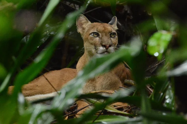 Caminata en Estación San Pedrillo, Parque Nacional Corcovado