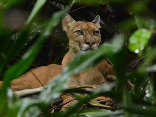 Caminata en Estación San Pedrillo, Parque Nacional Corcovado