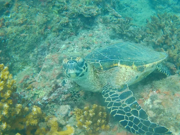 Snorkeling en Reserva Biológica Isla del Caño