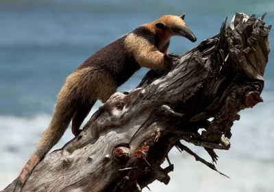 Combinado: P. Nacional Corcovado – R. Biológica Isla del Caño