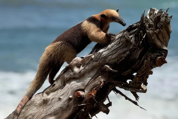 Combinado: P. Nacional Corcovado – R. Biológica Isla del Caño