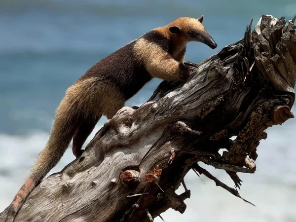 Combinado: P. Nacional Corcovado – R. Biológica Isla del Caño