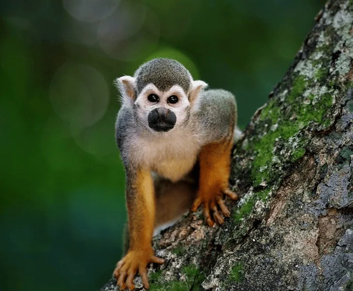 Ecoturismo y Sostenibilidad en Uvita